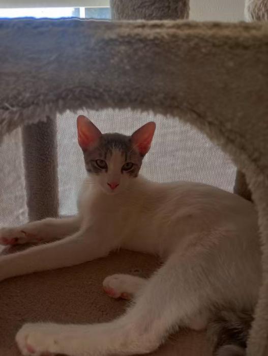 Hugo