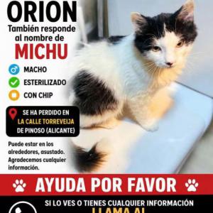 Orion